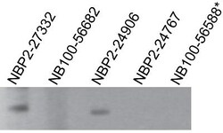 TLR7 Antibody (4G6) - Azide and BSA Free, Novus Biologicals:Antibodies:Primary